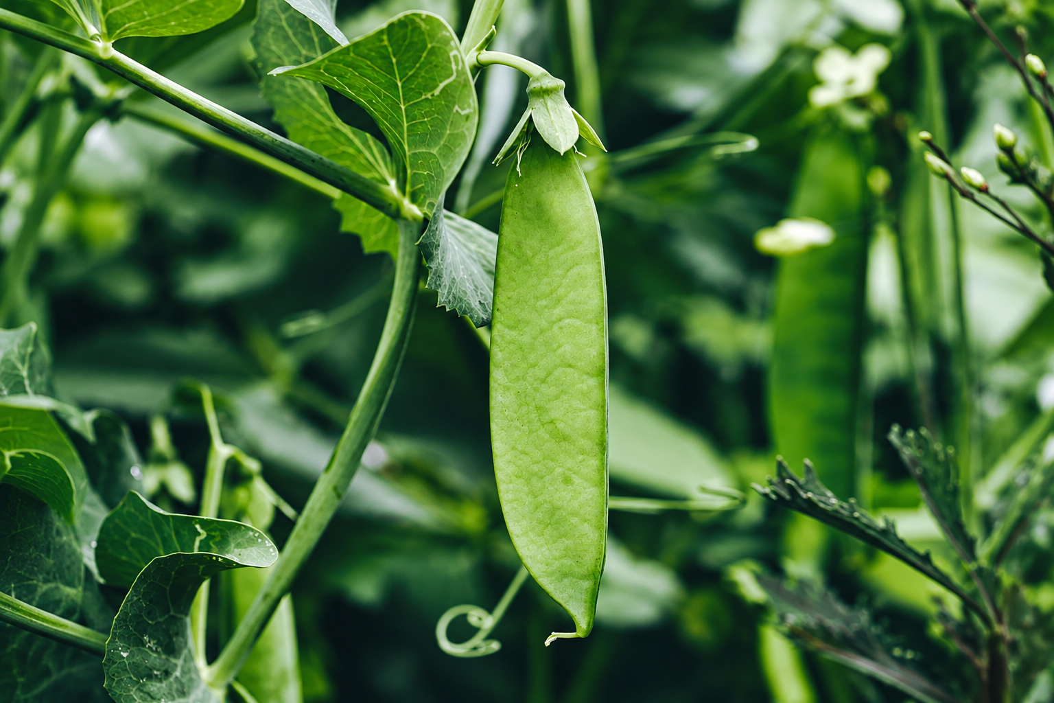 Beta-Sitosterol