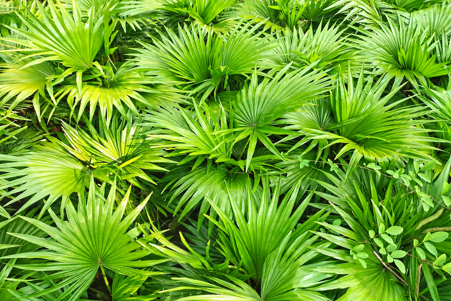 Saw Palmetto